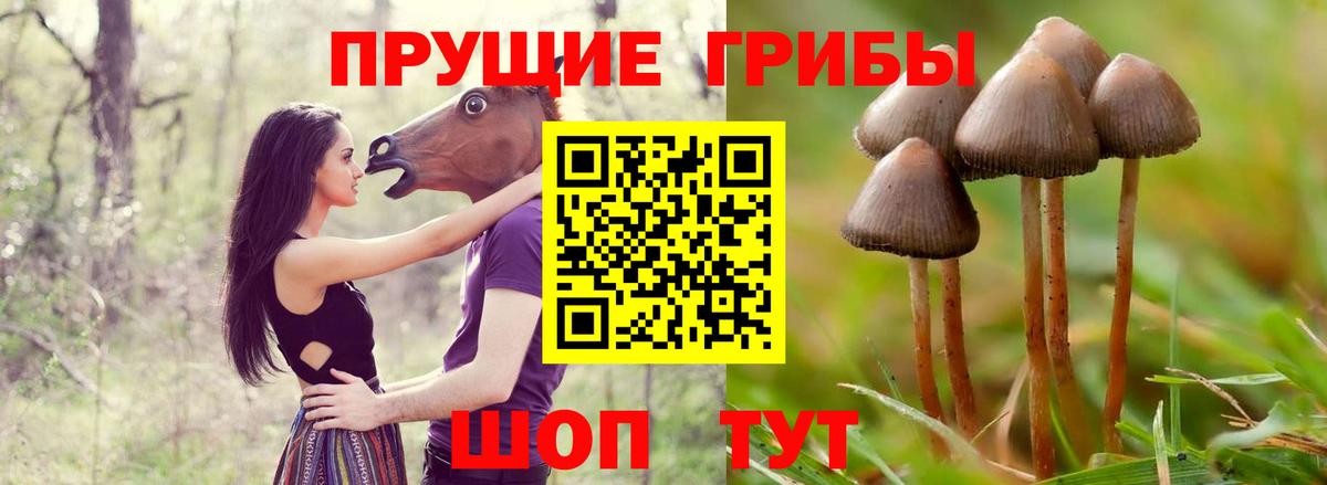 Галлюциногенные грибы Psilocybine cubensis Дальнегорск